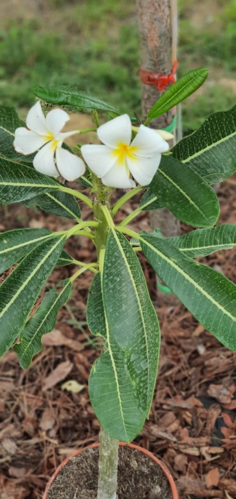 Plumeria obtusa "Singapore White"