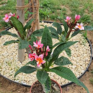 Plumeria rubra "Pizzaz"