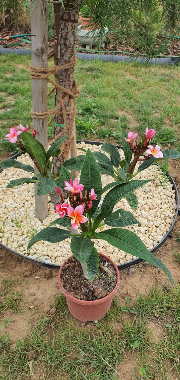 Plumeria rubra "Pizzaz"
