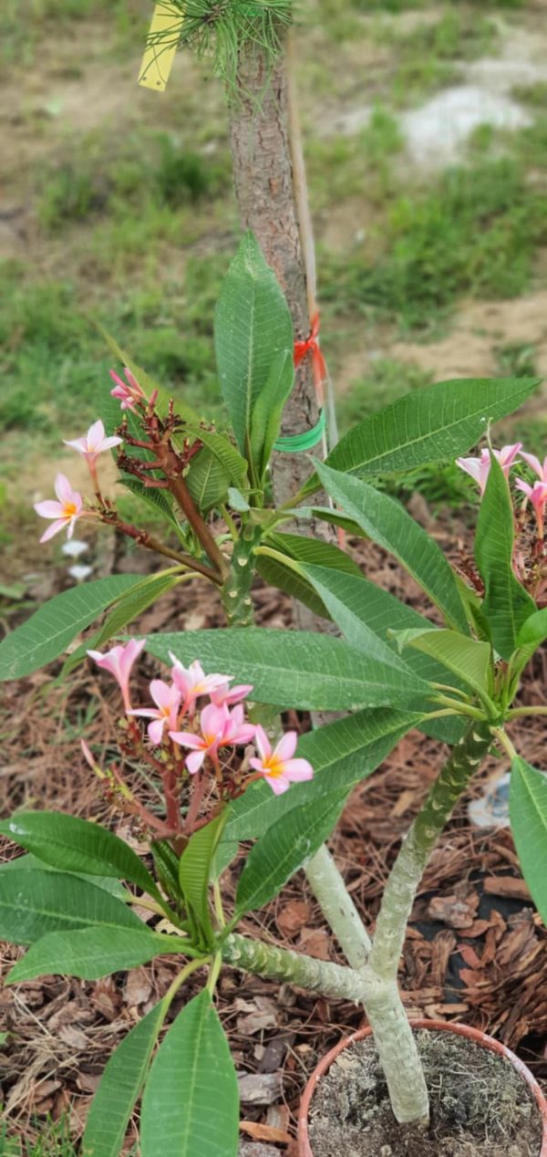 Plumeria rubra "Gemini"