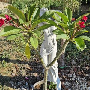 Plumeria rubra "Red Jack"