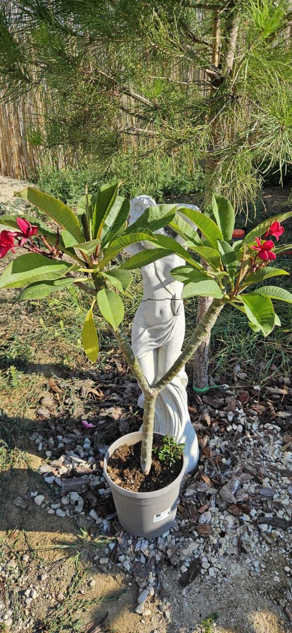 Plumeria rubra "Red Jack"