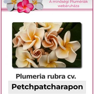 Plumeria rubra - "Petchpatcharapon"