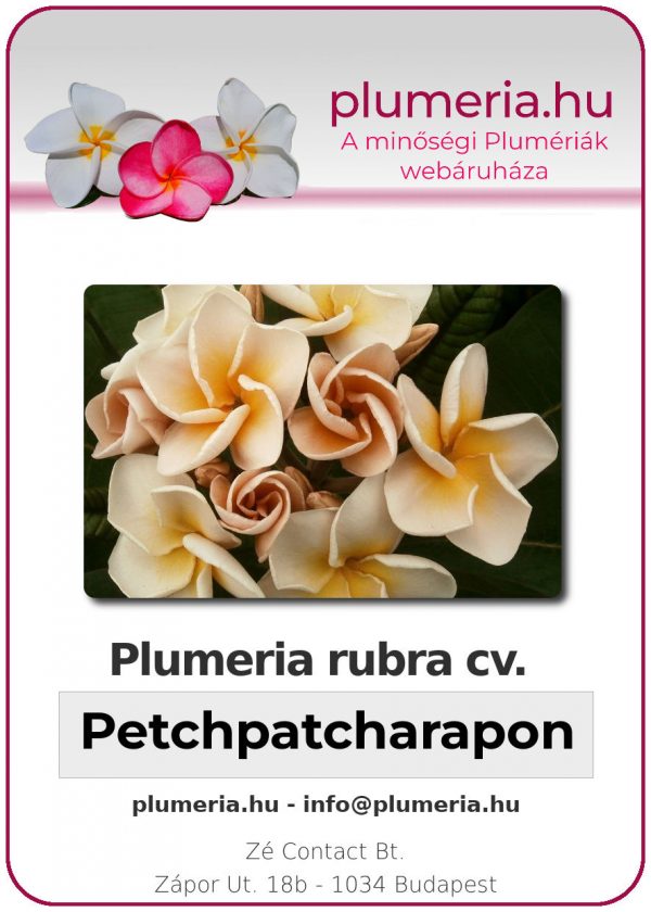Plumeria rubra - "Petchpatcharapon"