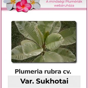 Plumeria rubra - "variegated Sukhothai"