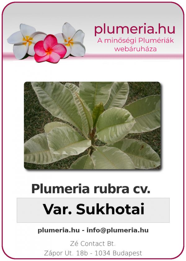 Plumeria rubra - "variegated Sukhothai"