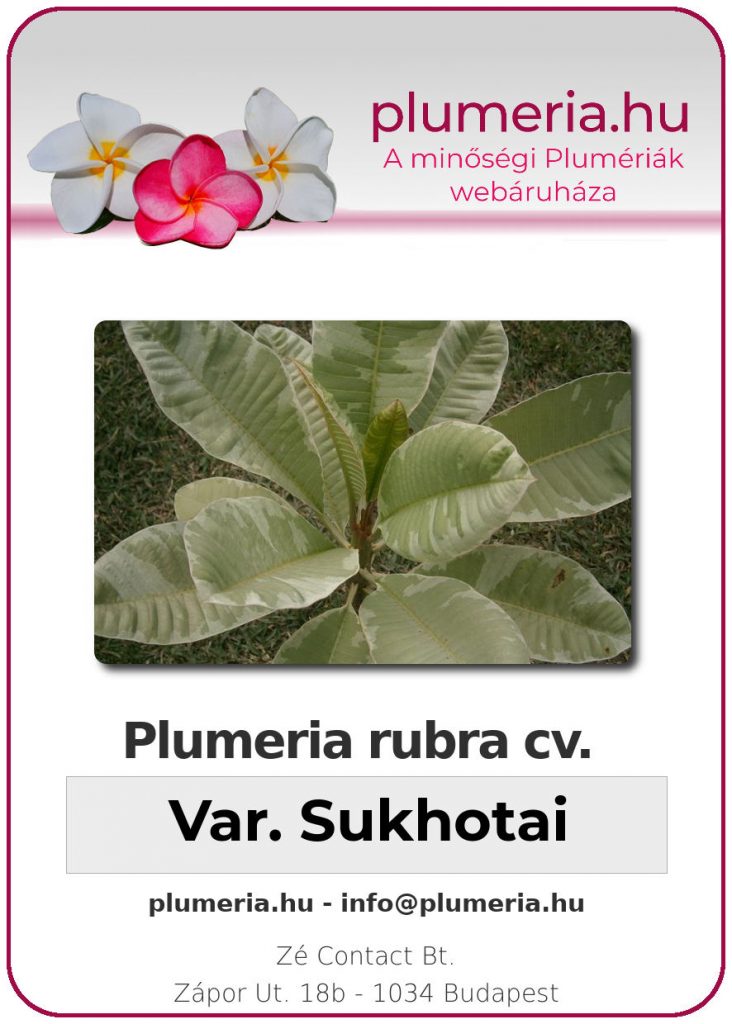 Plumeria rubra "variegated Sukhothai"