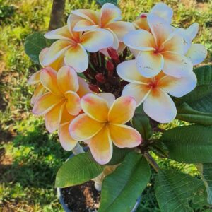 Virágzó Frangipani / Plumeria növény 22 cm-es cserépben. 3 ágú, 1 bimbó,  kb 80 cm magas