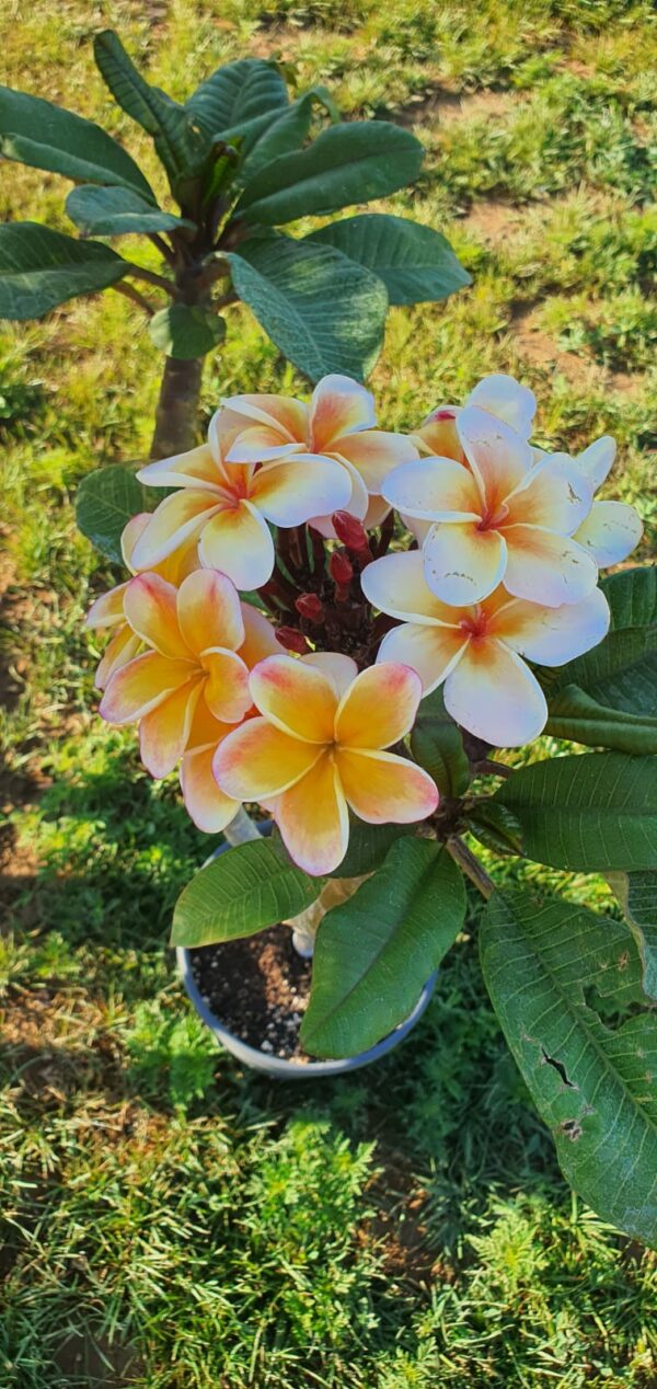 Virágzó Frangipani / Plumeria növény 22 cm-es cserépben. 3 ágú, 1 bimbó,  kb 80 cm magas