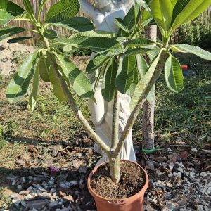 Plumeria obtusa "Singapore White"