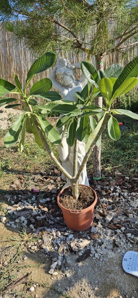 Plumeria obtusa "Singapore White"