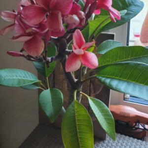 Plumeria rubra "Cyclone"