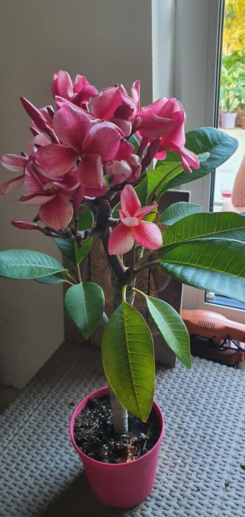 Plumeria rubra "Cyclone"