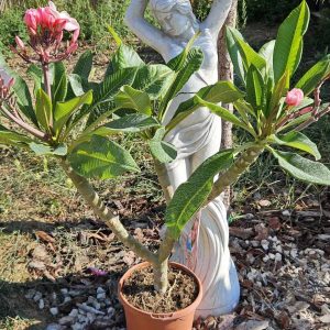 Plumeria rubra "Rhapsody"