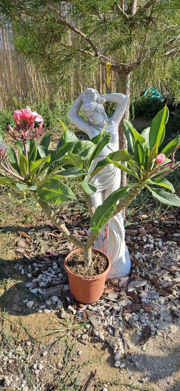 Plumeria rubra "Rhapsody"