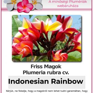 Plumeria magok "Indonesian Rainbow"