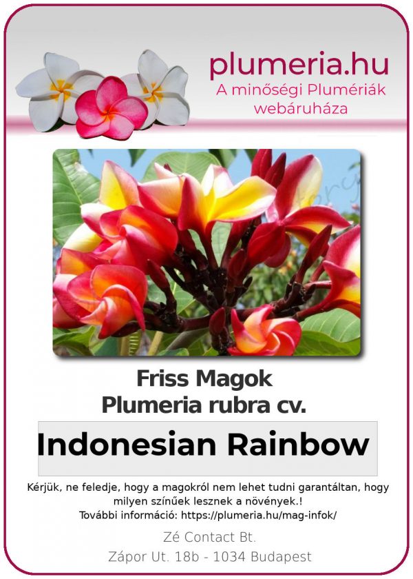 Plumeria magok "Indonesian Rainbow"