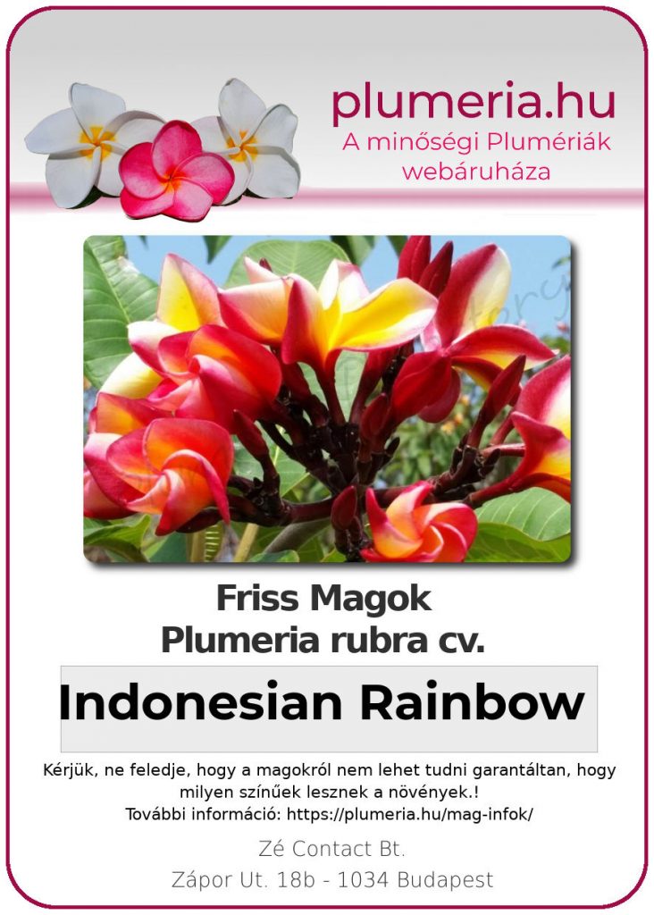 Plumeria rubra "Indonesian Rainbow"