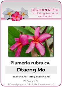 Plumeria rubra - "Dtaeng Mo"