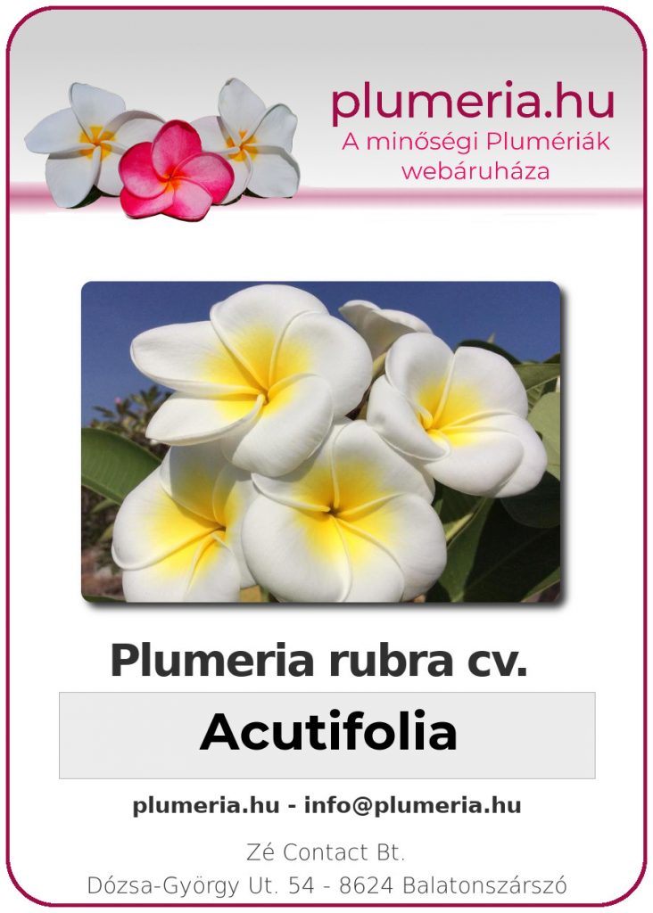 Plumeria rubra "Acutifolia"