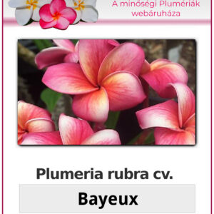 Plumeria rubra - Bayeux