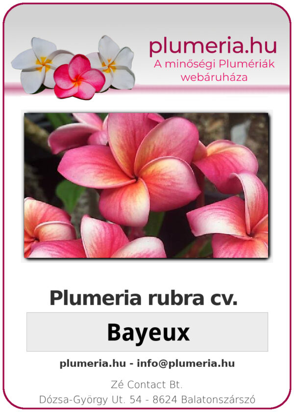 Plumeria rubra - Bayeux