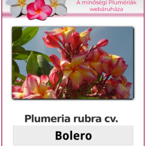 Plumeria rubra "Bolero"