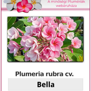 Plumeria rubra "Bella"