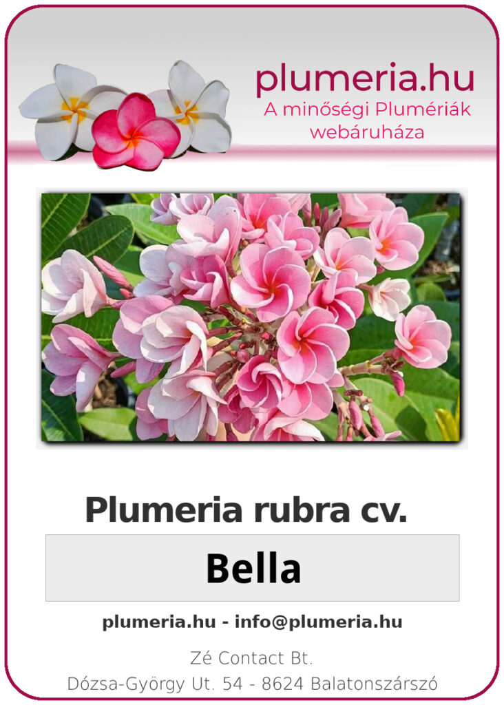 Plumeria rubra "Bella"
