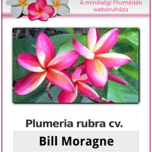 Plumeria rubra "Bill Moragne"