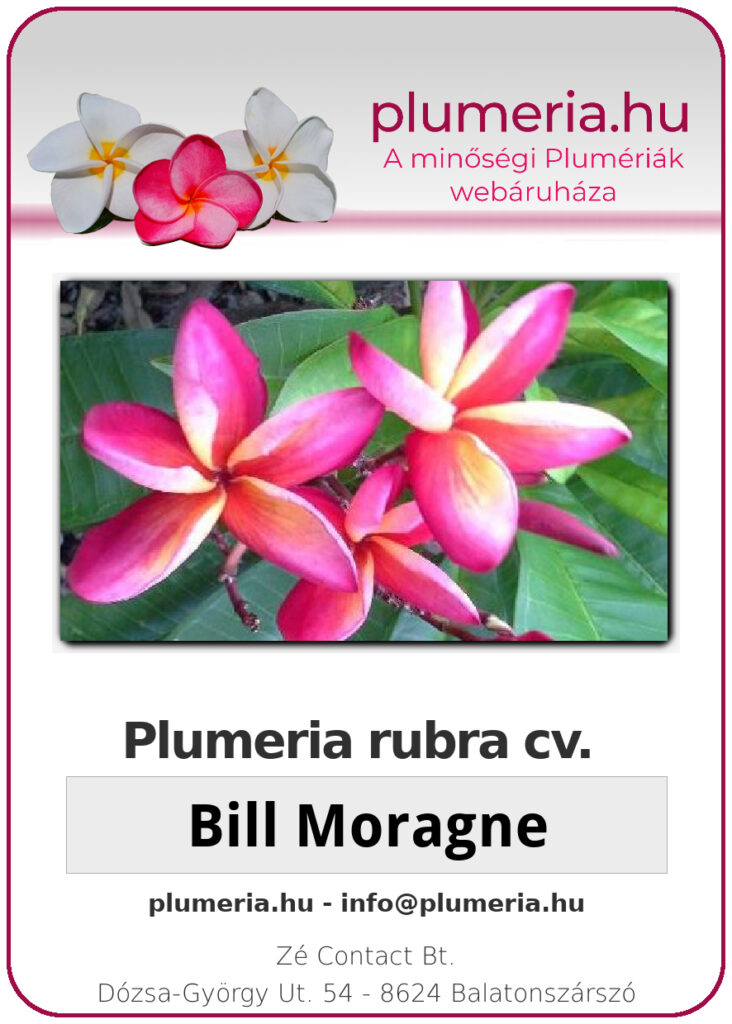 Plumeria rubra "Bill Moragne"