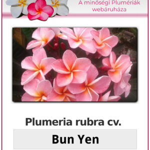 Plumeria rubra "Bun Yen"