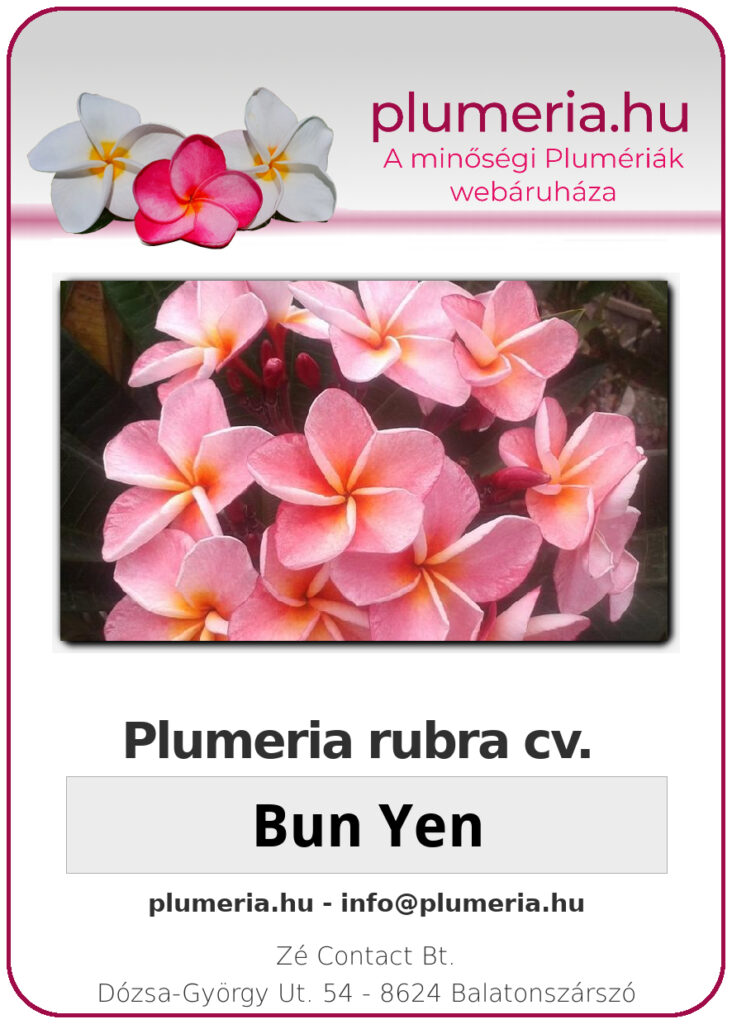 Plumeria rubra "Bun Yen"