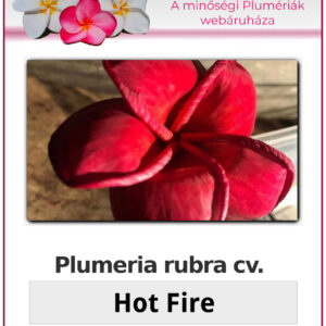 Plumeria rubra "Hot Fire"