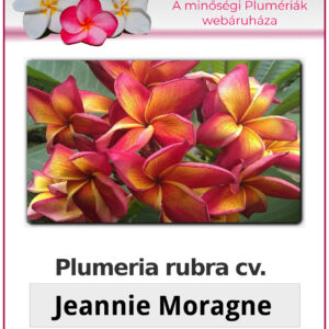 Plumeria rubra "Jeannie Moragne"