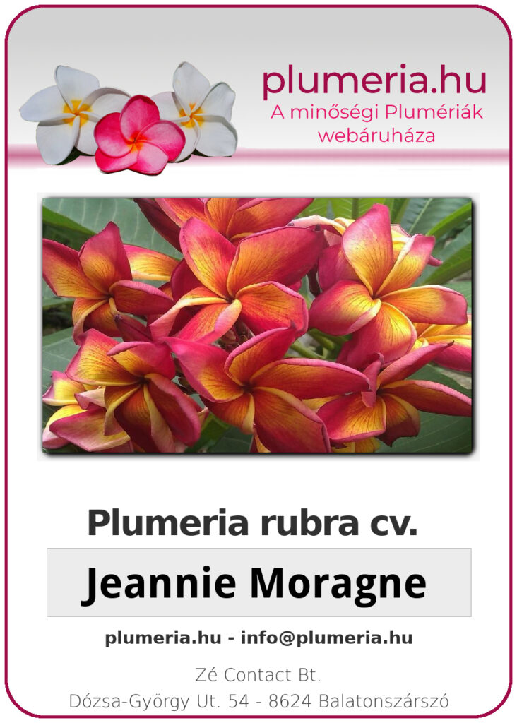 Plumeria rubra "Jeannie Moragne"