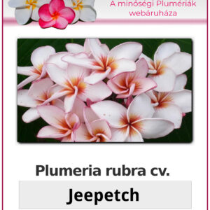 Plumeria rubra "Jeepetch"