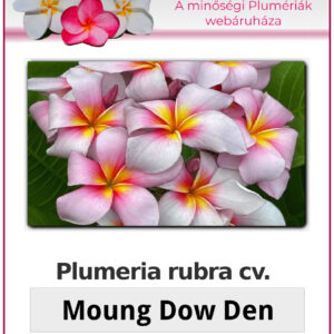 Plumeria rubra "Moung Dow Den"