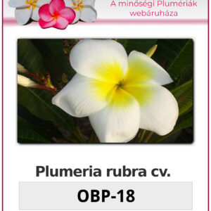 Plumeria rubra "OBP-18"