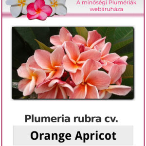 Plumeria rubra "Orange Apricot"