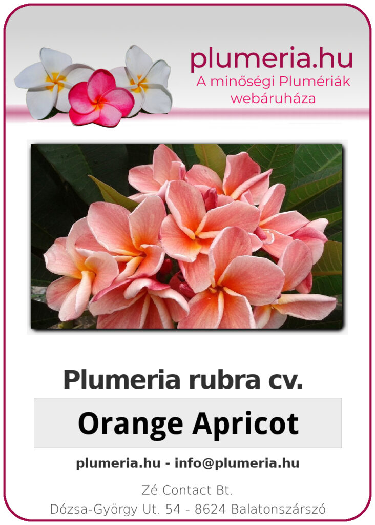 Plumeria rubra "Orange Apricot"