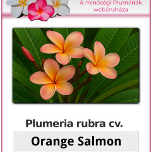 Plumeria rubra "Orange Salmon"