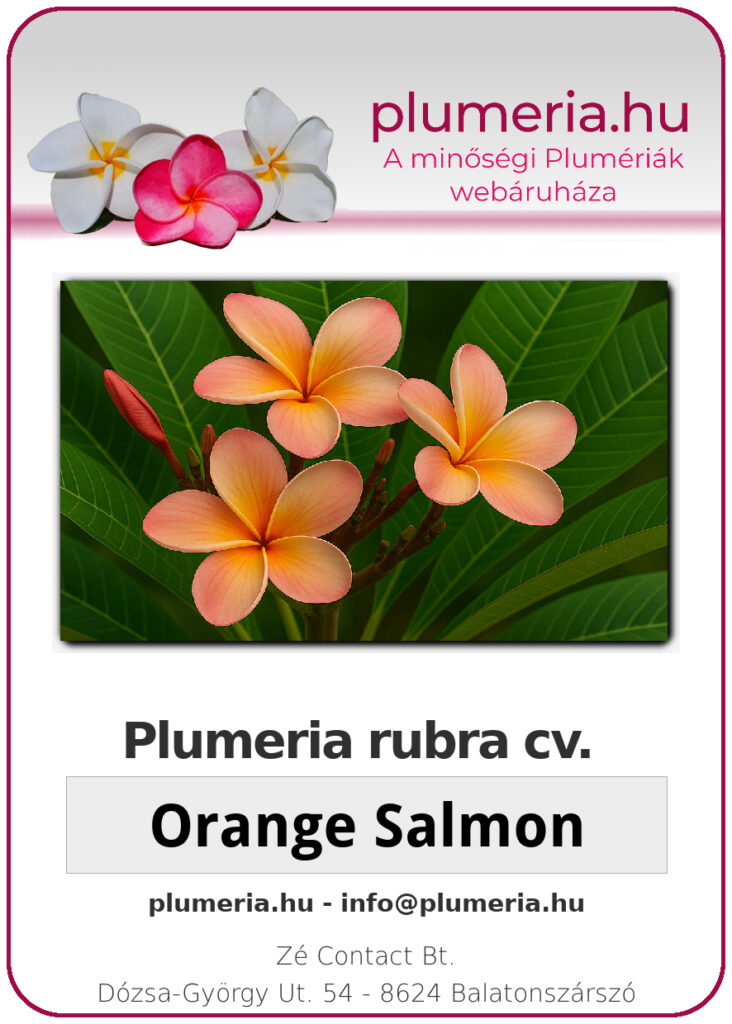 Plumeria rubra "Orange Salmon"