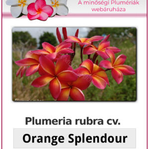 Plumeria rubra "Orange Splendour"