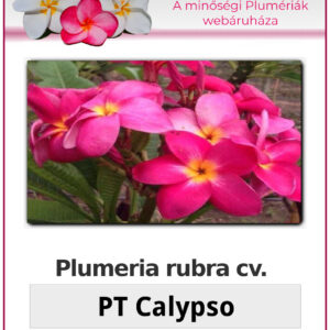 Plumeria rubra "PT Calypso"
