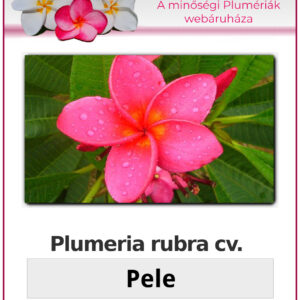 Plumeria rubra "Pele"
