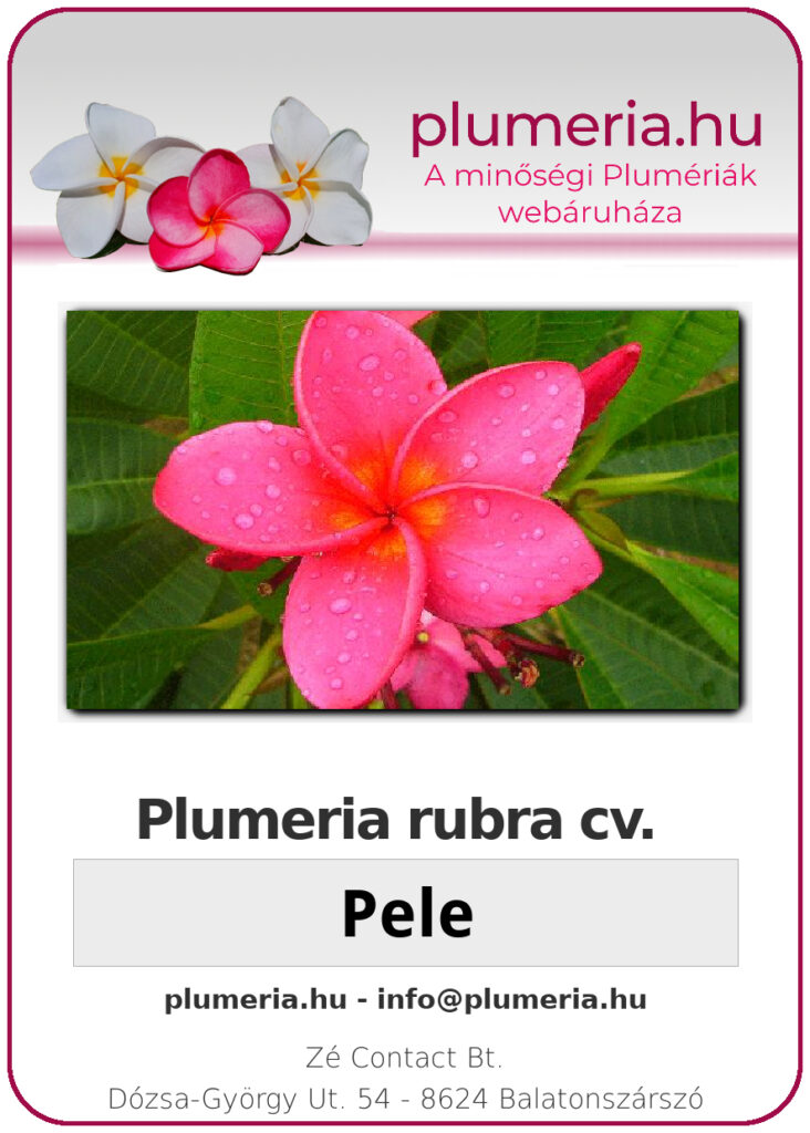 Plumeria rubra "Pele"