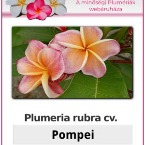 Plumeria rubra "Pompei"