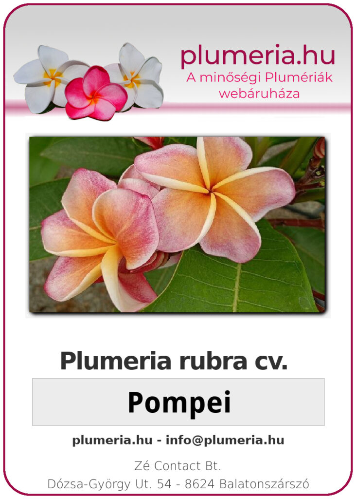 Plumeria rubra "Pompei"