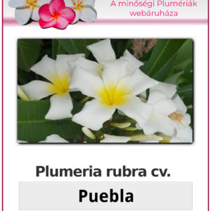 Plumeria rubra "Puebla"